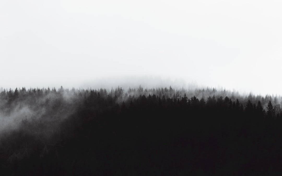 foggy mystery forest scene